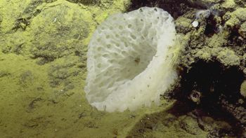 Media type: image;   Invertebrate Zoology 153111 Description: live specimen;